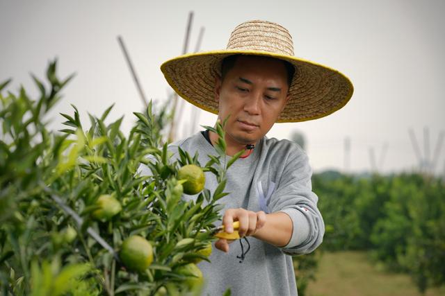 Người dân Tân Hội chăm sóc vườn quýt. Ảnh: Xinhua